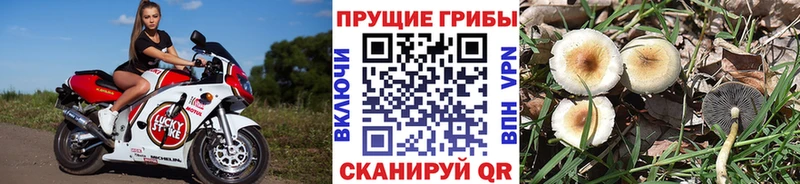 Псилоцибиновые грибы MAGIC MUSHROOMS  магазин    Кингисепп 